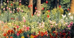 field of flowers with reds, pinks, greens